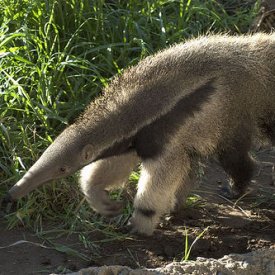/anteater